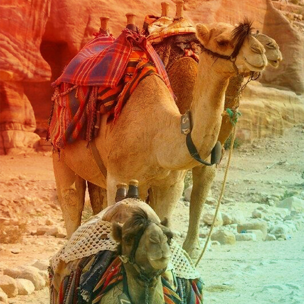 قضاوت های حضرت علی